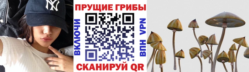 хочу наркоту  Фурманов  Галлюциногенные грибы GOLDEN TEACHER 